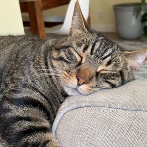 Meet your Posher, Annie